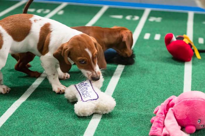 Puppy-Bowl-IX(3).jpg